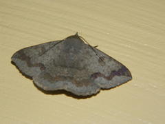 Ericeia congressa