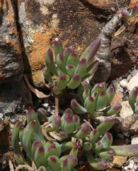 Curio crassulifolius