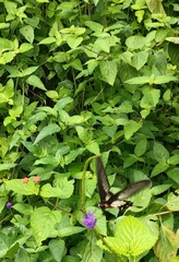 Pachliopta pandiyana