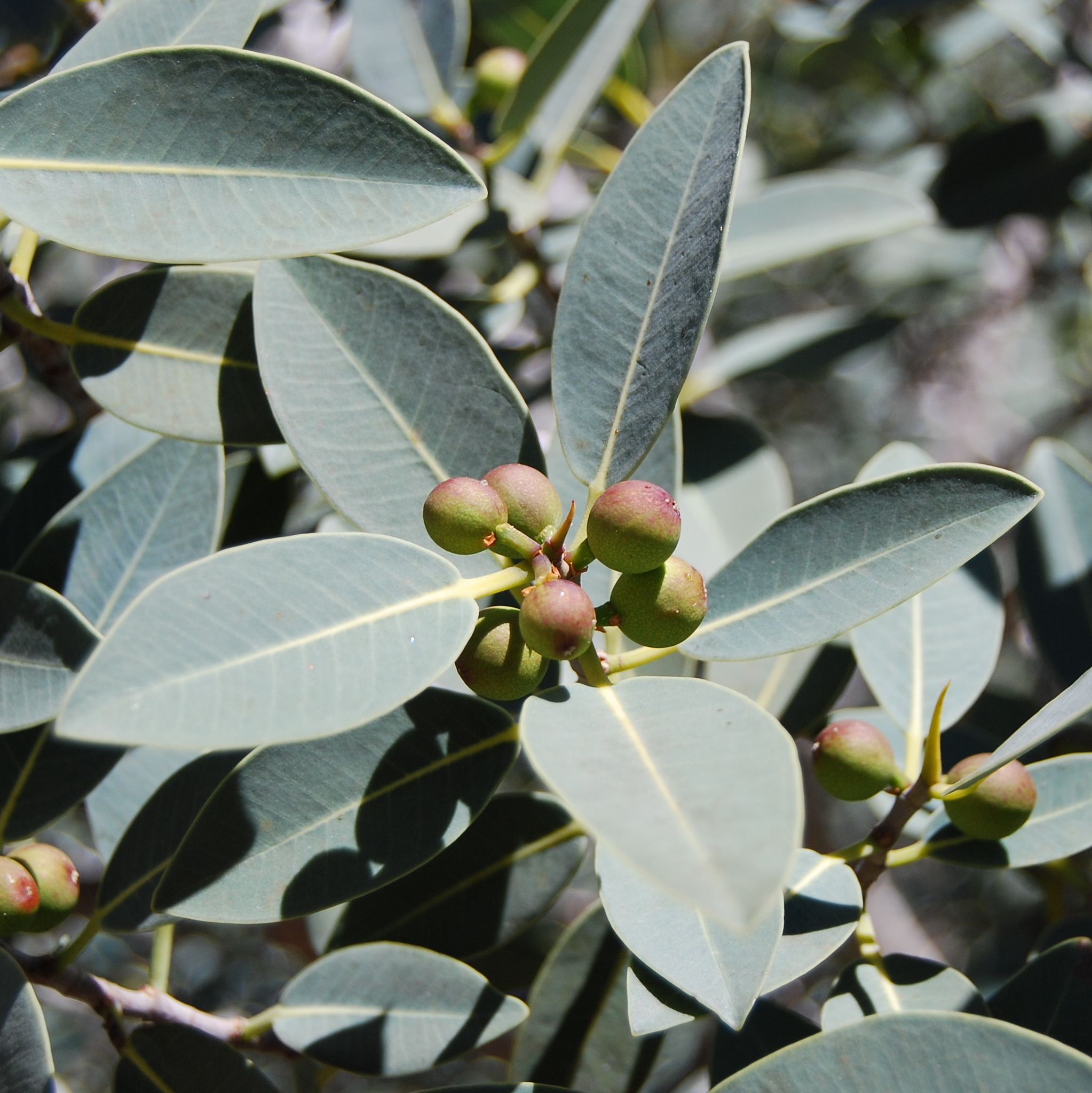 Ficus platypoda