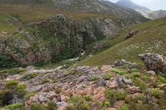 Crassula rupestris rupestris