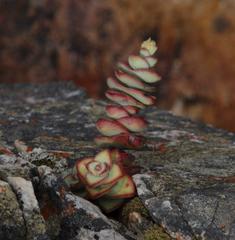 Crassula rupestris rupestris