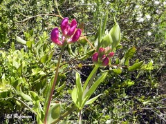 Lathyrus subandinus