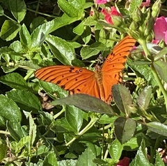 Dione vanillae