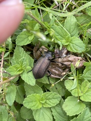 Calosoma auropunctatum