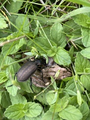 Calosoma auropunctatum