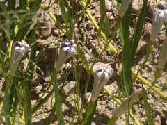 Ipomoea longifolia