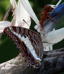 Charaxes brutus natalensis