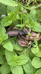 Calosoma auropunctatum