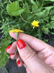Scorzoneroides autumnalis