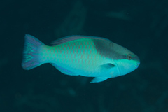 Scarus oviceps