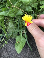 Scorzoneroides autumnalis