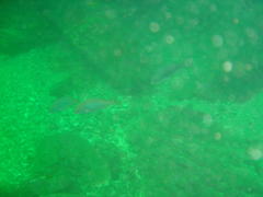 Pterogymnus laniarius