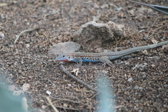 Aspidoscelis gularis colossus