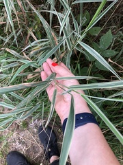 Phalaris arundinacea picta