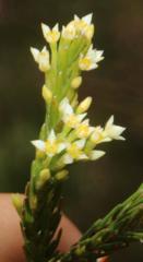 Struthiola dodecandra
