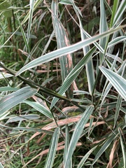 Phalaris arundinacea picta