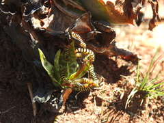 Diaphone mossambicensis