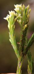 Struthiola dodecandra