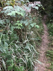 Phalaris arundinacea picta