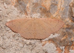 Cyclophora dataria
