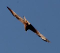 Buteo trizonatus