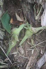 Corylus sieboldiana mandshurica