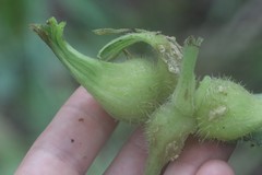 Corylus sieboldiana mandshurica