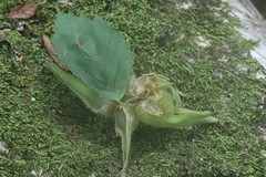 Corylus sieboldiana mandshurica