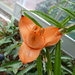 Freycinetia cumingiana - Photo (c) Wendy Cutler, alguns direitos reservados (CC BY)