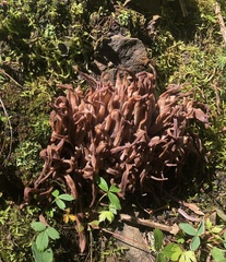 Alloclavaria