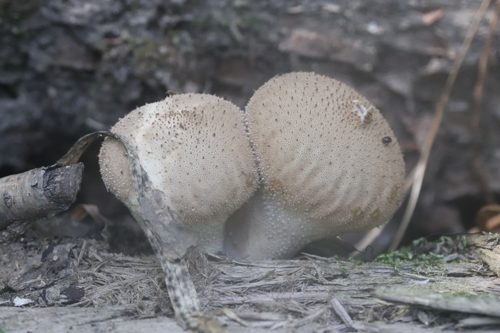 Lycoperdon perlatum · August 2021 · photo: © ninacourlee (iNaturalist, cc-by)