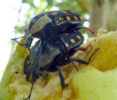 Mecynorhina passerinii