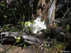Libertia tricocca