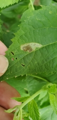 Calycomyza eupatoriphaga