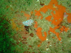 Phyllodesmium horridum