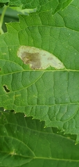 Calycomyza eupatoriphaga