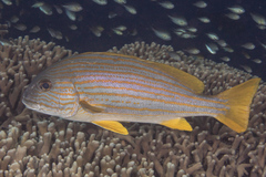 Plectorhinchus chrysotaenia
