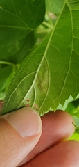 Calycomyza eupatoriphaga