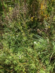 Achillea salicifolia