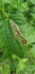 Calycomyza eupatoriphaga