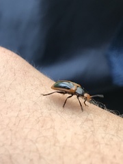 Iphiclus haematocephalus