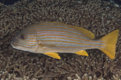 Plectorhinchus chrysotaenia