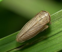 Athysanus argentarius