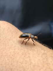 Iphiclus haematocephalus