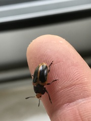 Iphiclus haematocephalus