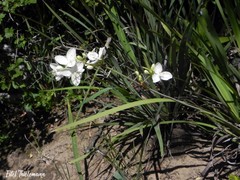 Libertia tricocca