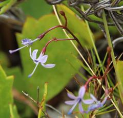 Prismatocarpus diffusus