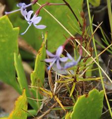 Prismatocarpus diffusus
