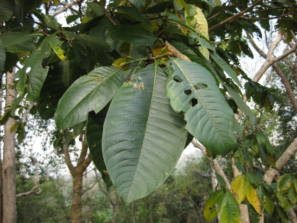 Gardenia sootepensis (Gardenia sootepensis)